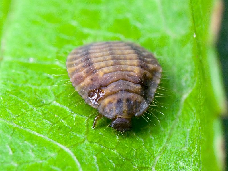 Dapsa denticollis (Germar & Kaulřuss, 1816)